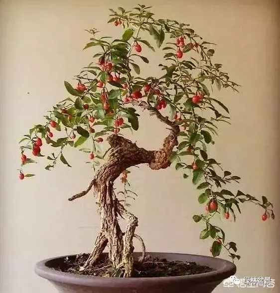 想種植盆景,選擇哪種比較好?