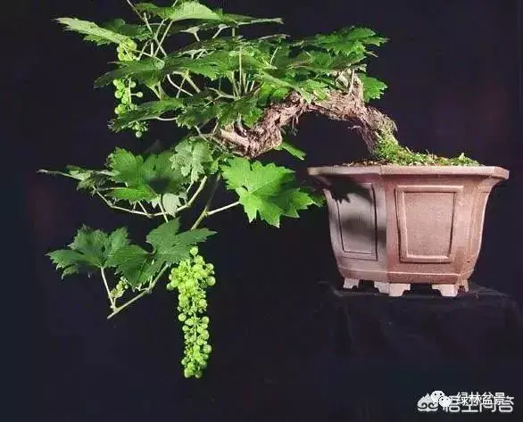 想種植盆景,選擇哪種比較好?