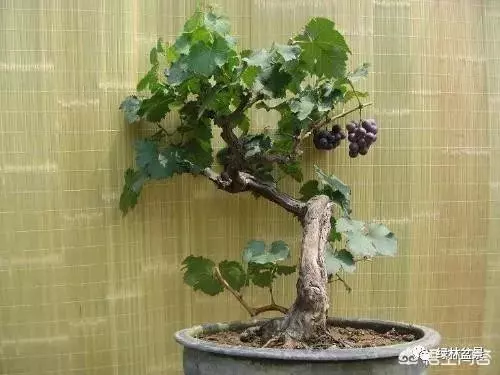 想種植盆景,選擇哪種比較好?