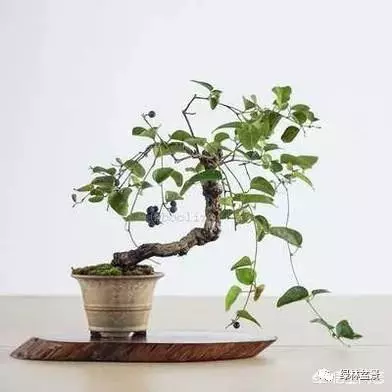 想種植盆景,選擇哪種比較好?