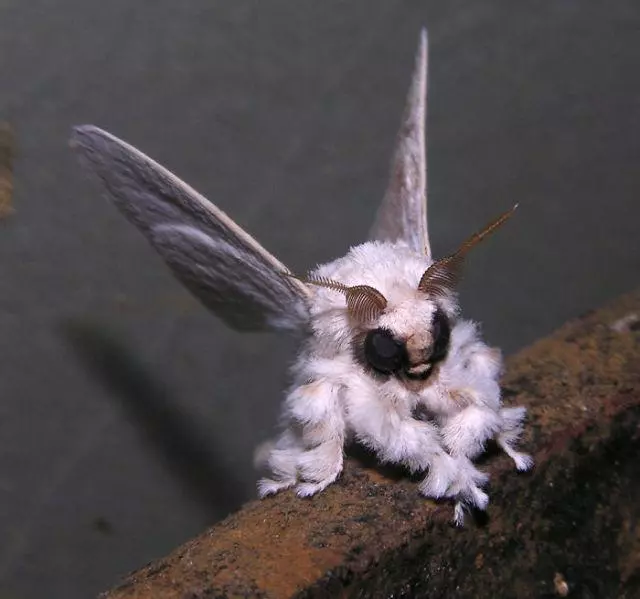 世界上的神秘生物!你可能一種也沒見過……