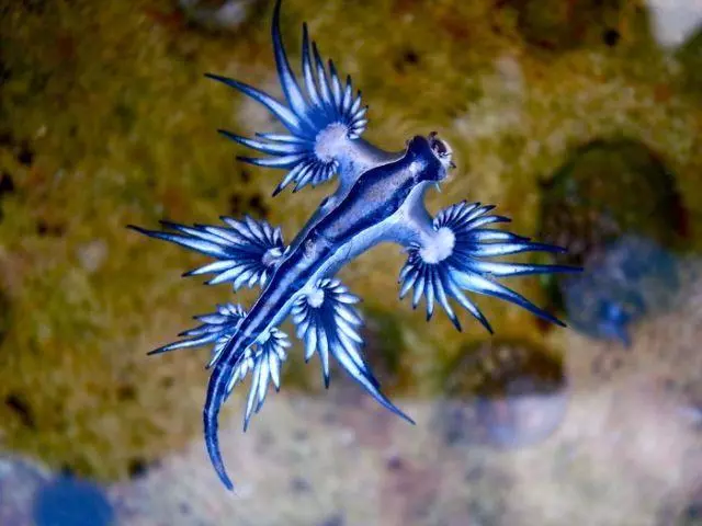 世界上的神秘生物!你可能一種也沒見過……