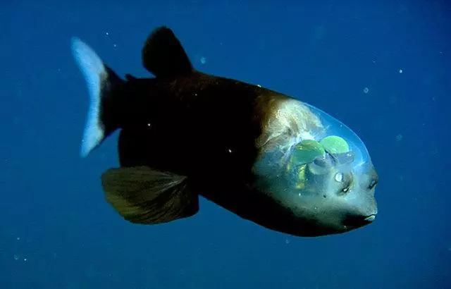 世界上的神秘生物!你可能一種也沒見過……