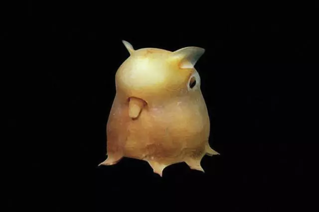 世界上的神秘生物!你可能一種也沒見過……