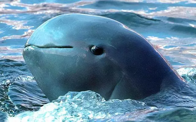 世界上的神秘生物!你可能一種也沒見過……