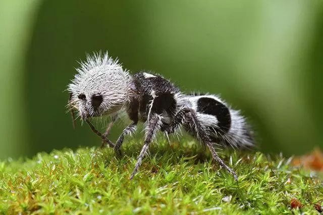 世界上的神秘生物!你可能一種也沒見過……