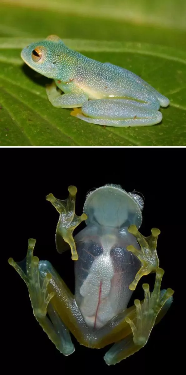 世界上的神秘生物!你可能一種也沒見過……