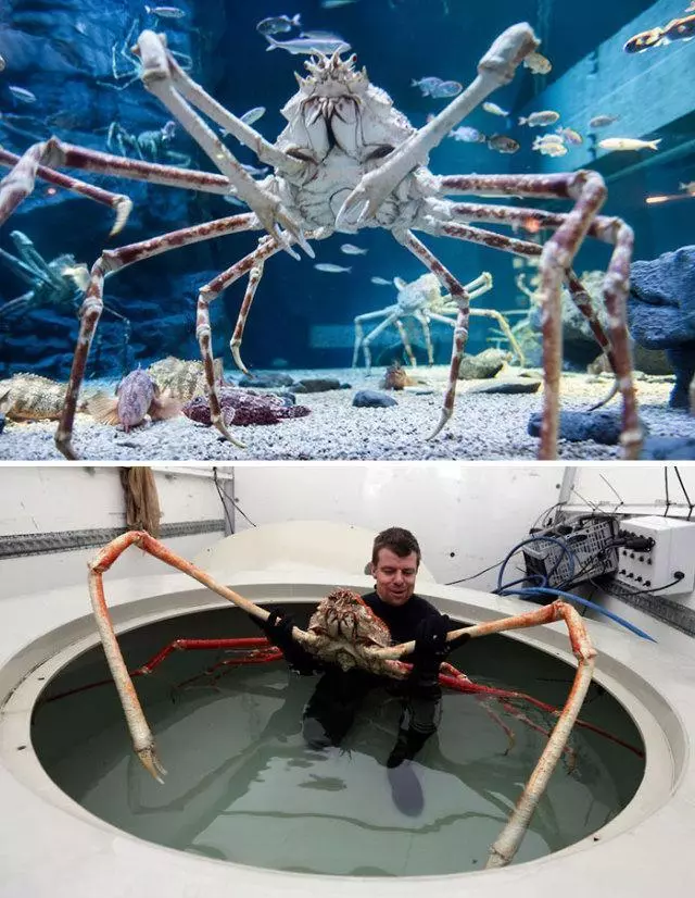 世界上的神秘生物!你可能一種也沒見過……