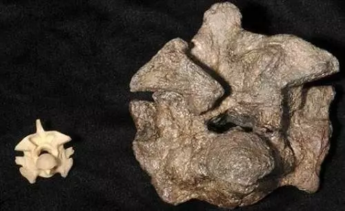 曾經在地球上存在的最巨大的卵生蜥蜴類動物!