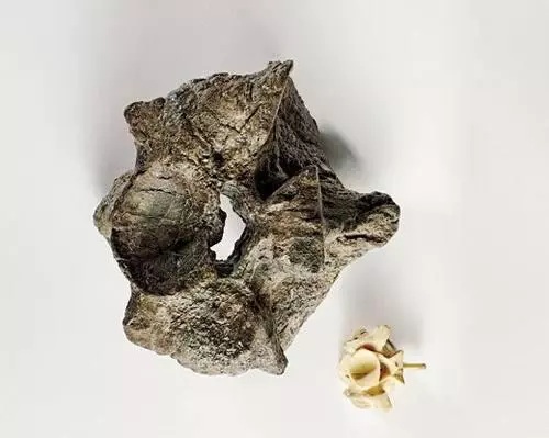 曾經在地球上存在的最巨大的卵生蜥蜴類動物!