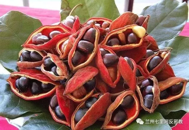 各種水果功效大全,讓你吃的明白吃的放心!