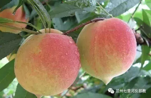 各種水果功效大全,讓你吃的明白吃的放心!