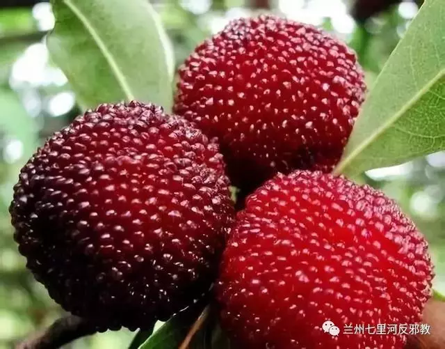 各種水果功效大全,讓你吃的明白吃的放心!