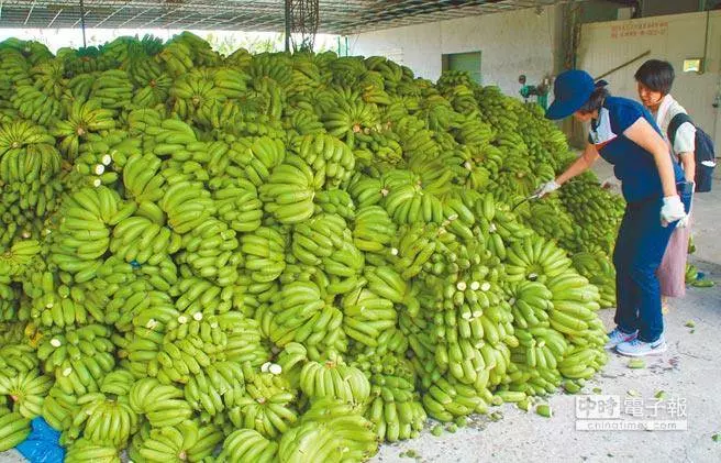 台茶商微信開賣香蕉 「明天台灣是否還喝得起普洱?」