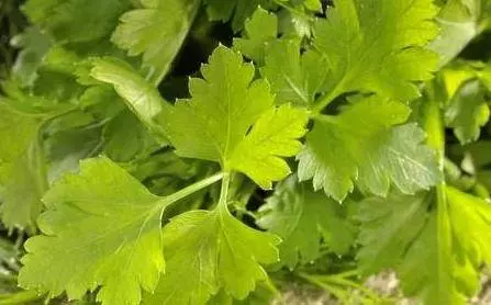 吃香菜好處多,但這幾種人不能吃