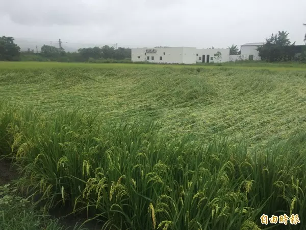南警大雨中執勤被拍下 網友直呼:辛苦了