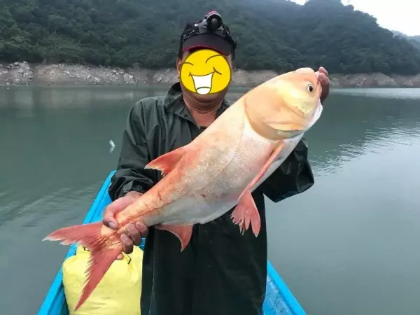 石門水庫端午連假進帳1千萬噸 蓄水率止跌 回升32%