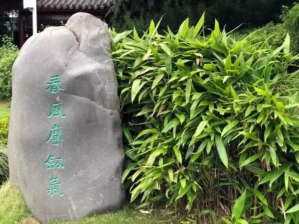 連粽葉是什麼都不知道,對得起剛吃進肚的粽子嗎?