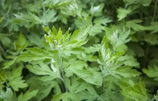 連粽葉是什麼都不知道,對得起剛吃進肚的粽子嗎?