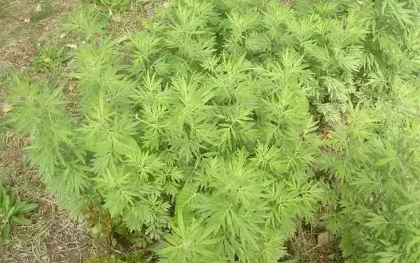 連粽葉是什麼都不知道,對得起剛吃進肚的粽子嗎?