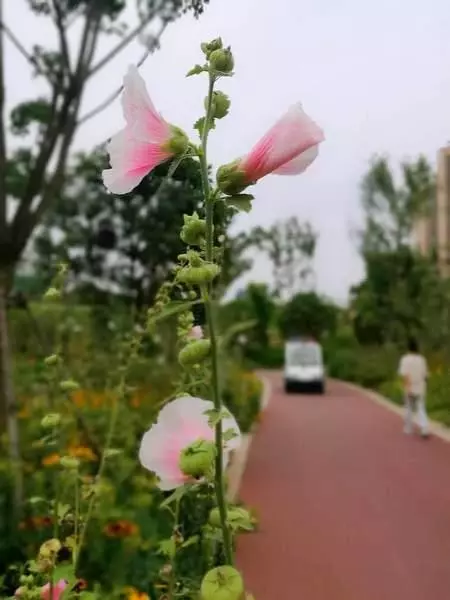 連粽葉是什麼都不知道,對得起剛吃進肚的粽子嗎?