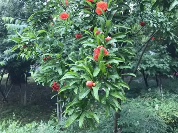 連粽葉是什麼都不知道,對得起剛吃進肚的粽子嗎?
