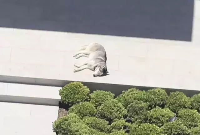 哈士奇被蝙蝠俠收養,一臉絕望,哈士奇:我不可能跟蝙蝠俠走的