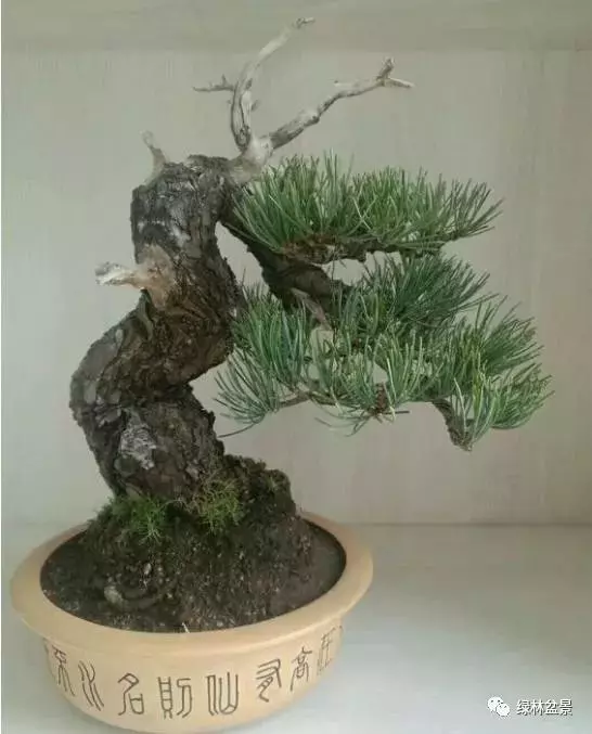 五針松盆景如何培育,如何通過嫁接方法得到一盆五針松盆景?