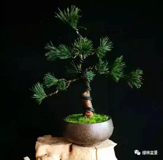 五針松盆景如何培育,如何通過嫁接方法得到一盆五針松盆景?