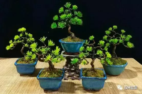 五針松盆景如何培育,如何通過嫁接方法得到一盆五針松盆景?