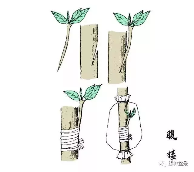 五針松盆景如何培育,如何通過嫁接方法得到一盆五針松盆景?