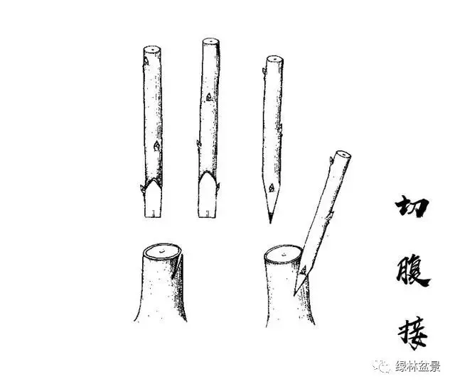 五針松盆景如何培育,如何通過嫁接方法得到一盆五針松盆景?