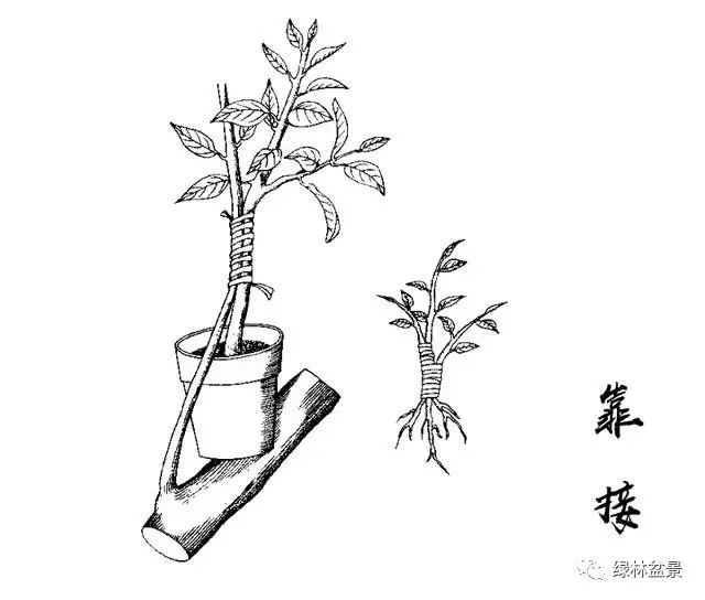 五針松盆景如何培育,如何通過嫁接方法得到一盆五針松盆景?