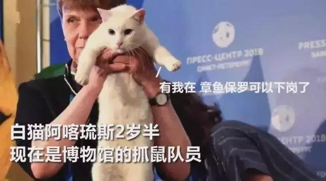 貓咪預言本屆世界盃,澳大利亞有望爆冷?聽說用大貓預測更准
