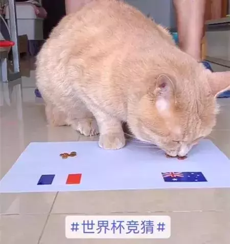 貓咪預言本屆世界盃,澳大利亞有望爆冷?聽說用大貓預測更准