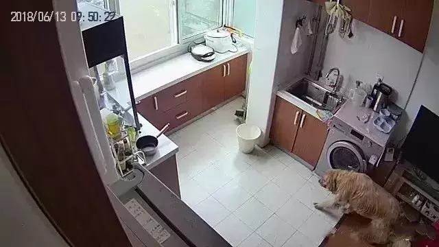 金毛懷疑是貓咪偷走了自己的骨頭,領著貓去了垃圾桶