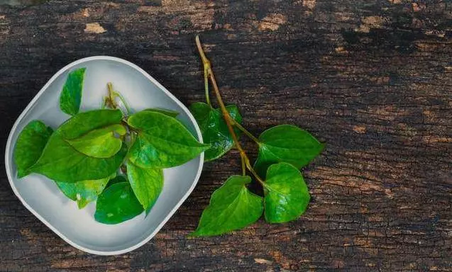 魚腥草是人間的養生藥,中老年人吃遏制腫瘤,讓痔瘡變小緩解便血症狀