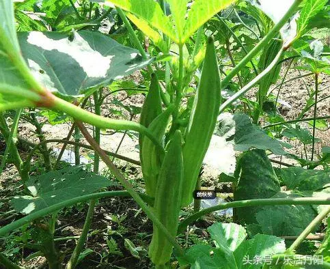 農村這3大常見的野菜,個個是珍貴藥材,能緩解痙攣,減輕疼痛!