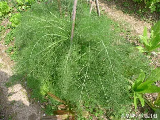 農村這3大常見的野菜,個個是珍貴藥材,能緩解痙攣,減輕疼痛!
