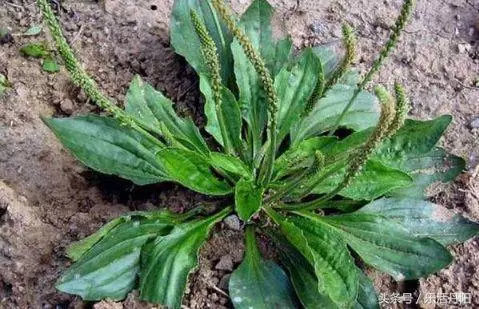 農村這3大常見的野菜,個個是珍貴藥材,能緩解痙攣,減輕疼痛!