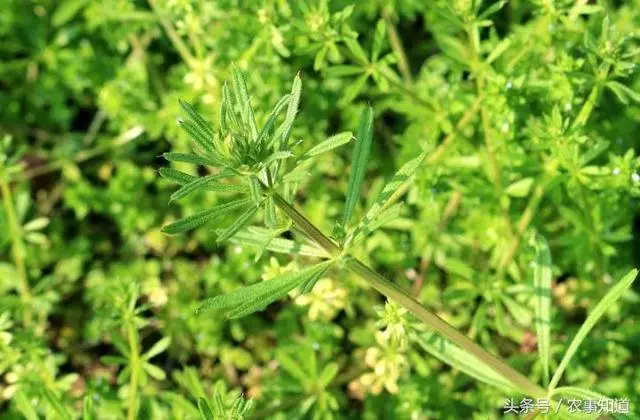 農村這3大常見的野菜,個個是珍貴藥材,能緩解痙攣,減輕疼痛!