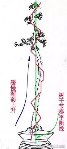 盆景走勢圖,大師級別的盆景文人樹節奏變化