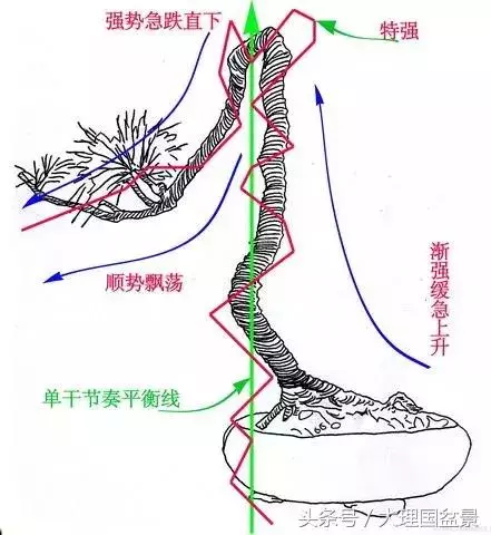 盆景走勢圖,大師級別的盆景文人樹節奏變化
