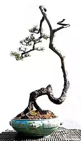 盆景走勢圖,大師級別的盆景文人樹節奏變化