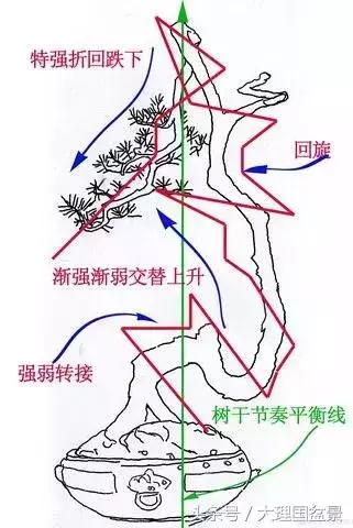 盆景走勢圖,大師級別的盆景文人樹節奏變化