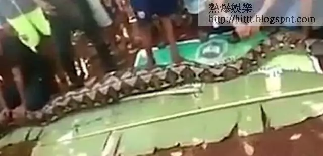 【毛骨悚然】印尼27呎蟒蛇生吞婦人 村民剖蛇腹取出屍體 __,