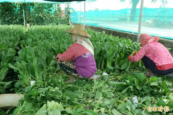 雲林蔬菜逃過雨災 農民籲政府勿釋冷藏菜打 壓菜價