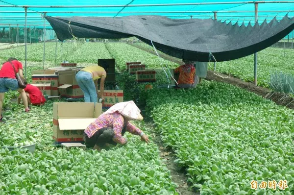 雲林蔬菜逃過雨災 農民籲政府勿釋冷藏菜打 壓菜價