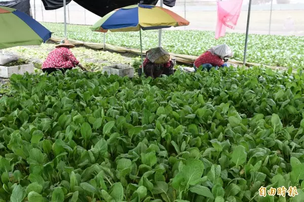 雲林蔬菜逃過雨災 農民籲政府勿釋冷藏菜打 壓菜價