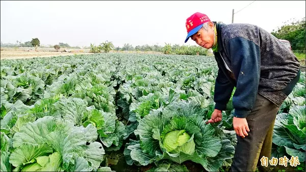 雲林蔬菜逃過雨災 農民籲政府勿釋冷藏菜打 壓菜價